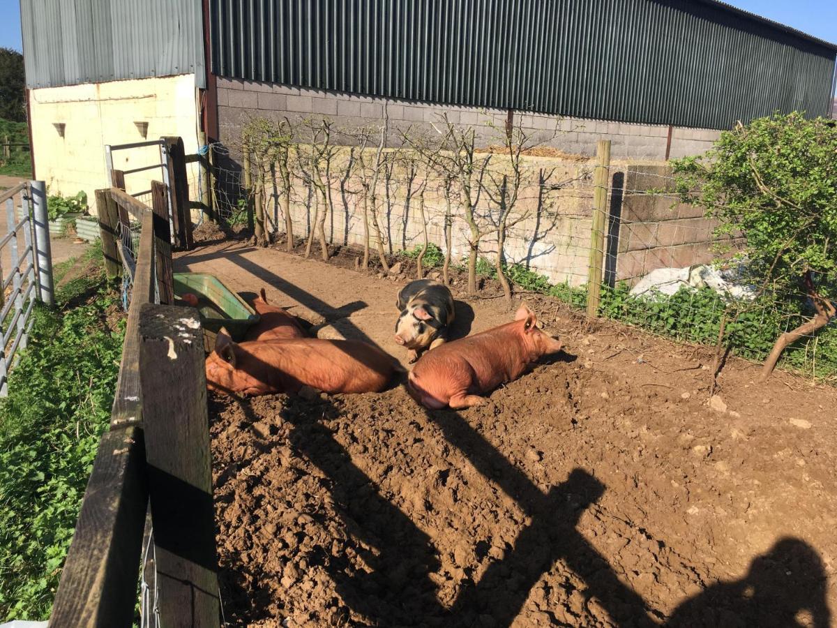 Woodcock Farm Lejlighed Bristol Eksteriør billede