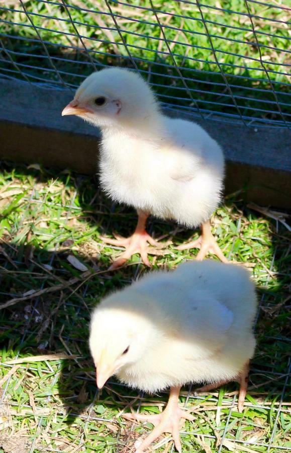 Woodcock Farm Lejlighed Bristol Eksteriør billede